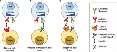 A NK Cell Odyssey: From Bench to Therapeutics Against Hematological Malignancies